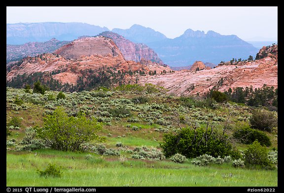 Grasses and sandstone, Kolob Terraces. Zion National Park (color)