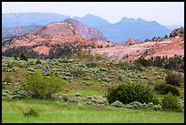 Grasses and sandstone, Kolob Terraces. Zion National Park ( color)