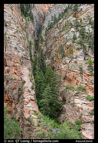Pine forest clinging to steep cliffs. Zion National Park (color)