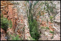 Pocket of forest on steep cliffs. Zion National Park ( color)