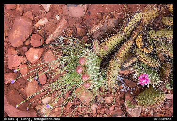 Close-up of flowering cactus, red soil, and hail. Zion National Park, Utah, USA.