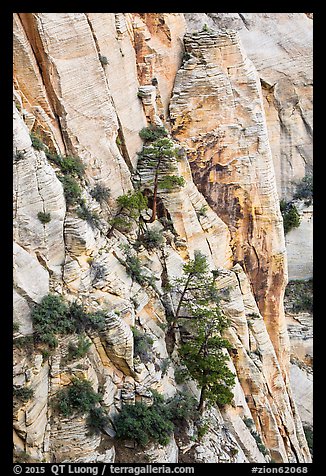 Trees and lightly colored cliffs. Zion National Park (color)