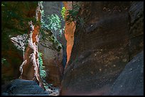 Shadows and light, Orderville Canyon. Zion National Park ( color)