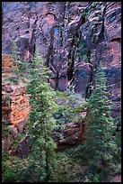 Trees and cliffs, Refrigerator Canyon. Zion National Park ( color)