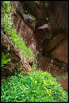 Hanging gardens in alcove near Lower Emerald Pool. Zion National Park ( color)