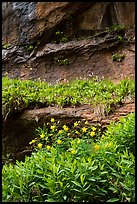 Flowers growing on ledges below alcove near Lower Emerald Pool. Zion National Park ( color)