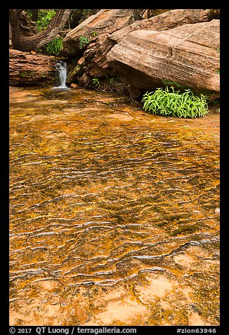 Travertine, Middle Emerald Pool. Zion National Park (color)