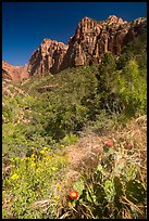 Cactus and wildflowers in bloom, Pine Creek Canyon. Zion National Park ( color)