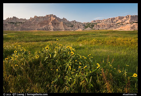 Sunflowers, meadow and badlands, late afternoon. Badlands National Park, South Dakota, USA.