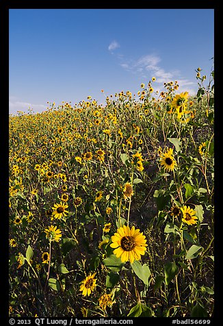Slope covered with sunflowers. Badlands National Park, South Dakota, USA.
