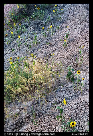 Sunflowers and cracked soil. Badlands National Park, South Dakota, USA.