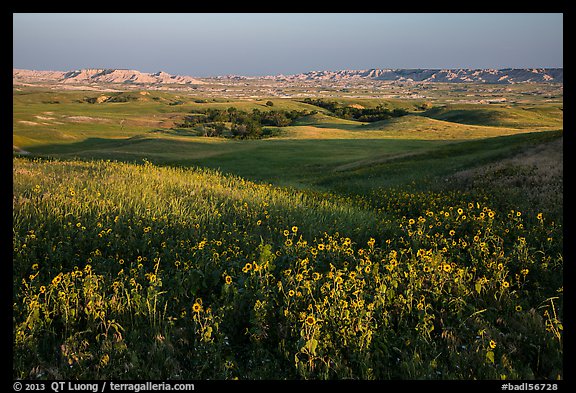 Sunflower carpet, rolling hills, and badlands, Badlands Wilderness. Badlands National Park (color)