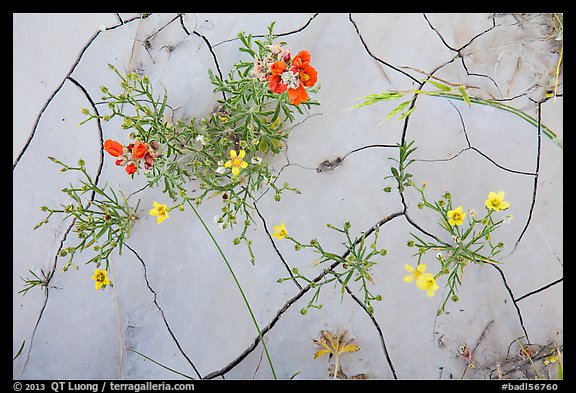 Close-up of red and yellow flowers and mud cracks. Badlands National Park, South Dakota, USA.