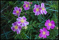 Purple flowers. Badlands National Park, South Dakota, USA.