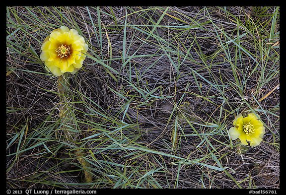 Prickly Pear cactus flowers and grasses. Badlands National Park, South Dakota, USA.