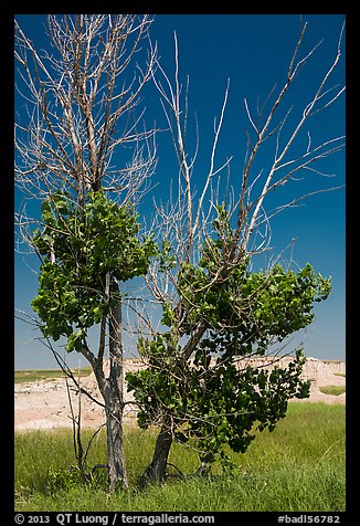 Cottonwood tree. Badlands National Park, South Dakota, USA.