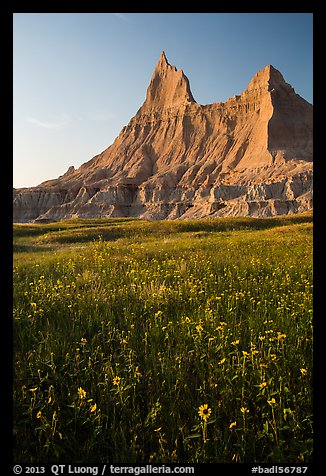 Sunflowers and pointed pinnacles at sunset. Badlands National Park, South Dakota, USA.