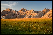 Grasses with summer flowers and buttes at sunset. Badlands National Park, South Dakota, USA. (color)
