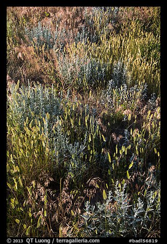 Mixed grasses, Stronghold Unit. Badlands National Park, South Dakota, USA.