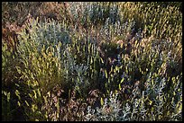 Mix of grasses, Stronghold Unit. Badlands National Park, South Dakota, USA. (color)