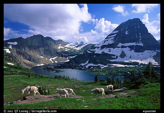 Mountain goats, Hidden lake and peak. Glacier National Park (color)
