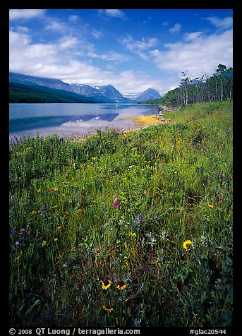 Wildflowers and Sherburne Lake, morning. Glacier National Park, Montana, USA.