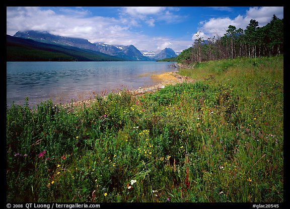 Wildflowers on shore of Sherburne Lake. Glacier National Park, Montana, USA.
