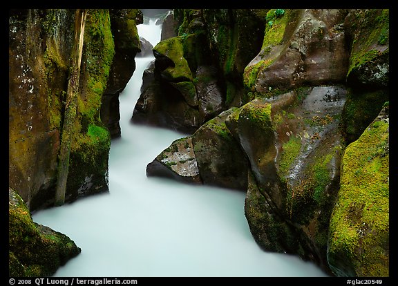 Water rushing in narrow mossy gorge, Avalanche Creek. Glacier National Park, Montana, USA.