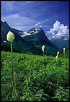 Beargrass, Mount Oberlin, and Cannon Mountain. Glacier National Park, Montana, USA. (color)