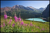 Fireweed and Grinnell Lake. Glacier National Park, Montana, USA.