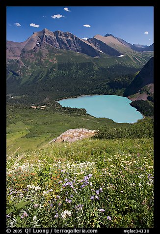 Wildflowers high above Grinnel Lake, with Allen Mountain in the background. Glacier National Park (color)