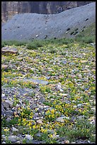 Alpine wildflowers. Glacier National Park, Montana, USA. (color)