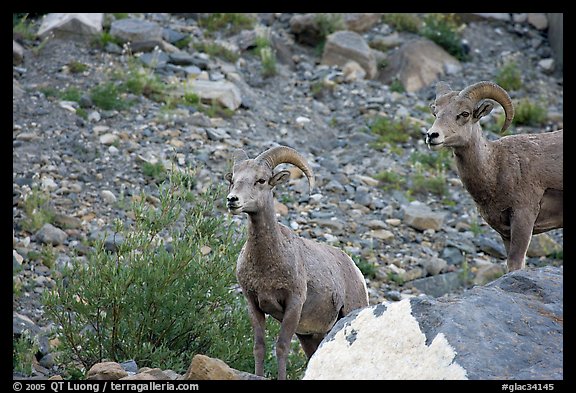 Two bighorn sheep. Glacier National Park, Montana, USA.