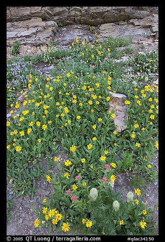 Wildflowers. Glacier National Park, Montana, USA.