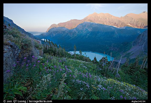 Alpine wildflowers, Grinnell Lake, and Allen Mountain, sunset. Glacier National Park, Montana, USA.