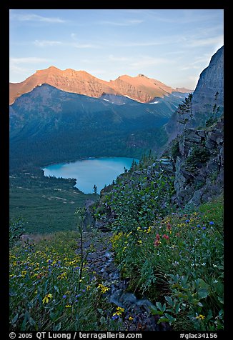 Alpine wildflowers and stream, Grinnell Lake, and Allen Mountain, sunset. Glacier National Park, Montana, USA.