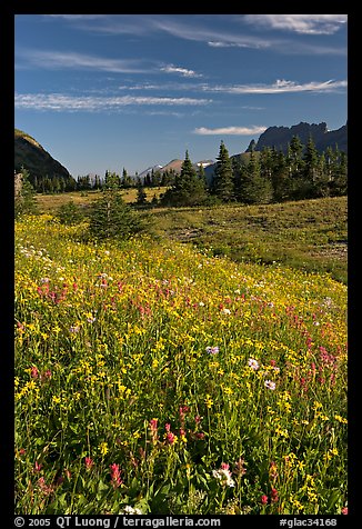 Wildflower meadow, Logan Pass, early morning. Glacier National Park, Montana, USA.