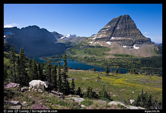 Hidden Lake, Bearhat Mountain, and mountain goat. Glacier National Park, Montana, USA.