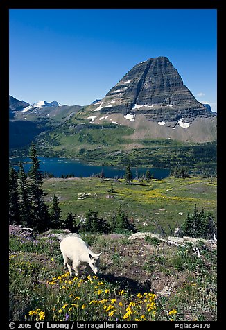 Young mountain goat, with Hidden Lake and Bearhat Mountain in the background. Glacier National Park, Montana, USA.
