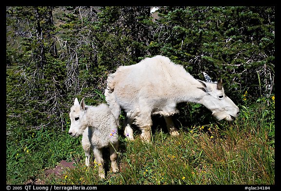 Mountain goat and kid. Glacier National Park (color)