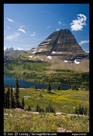 Alpine Meadows with wildflowers, Hidden Lake and Bearhat Mountain behind. Glacier National Park, Montana, USA.