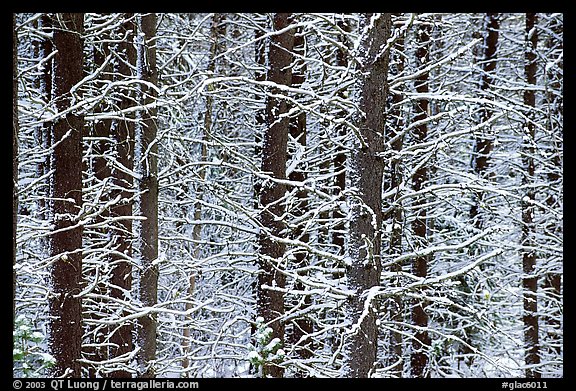 Snowy trees in winter. Glacier National Park (color)