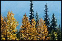 Trees in autumn foliage and firs. Glacier National Park, Montana, USA.
