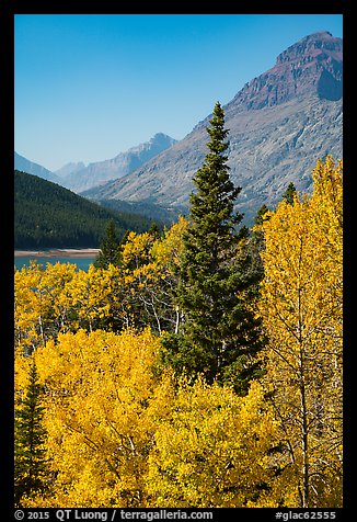 Autumn color, Rising Wolf Mountain. Glacier National Park, Montana, USA.