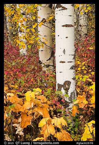 Shurbs and trunks in autumn. Glacier National Park, Montana, USA.
