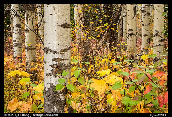 Undergrowth and aspen in autum. Glacier National Park, Montana, USA.