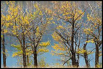 Cottonwoods in autumn colors, Saint Mary Lake. Glacier National Park, Montana, USA.