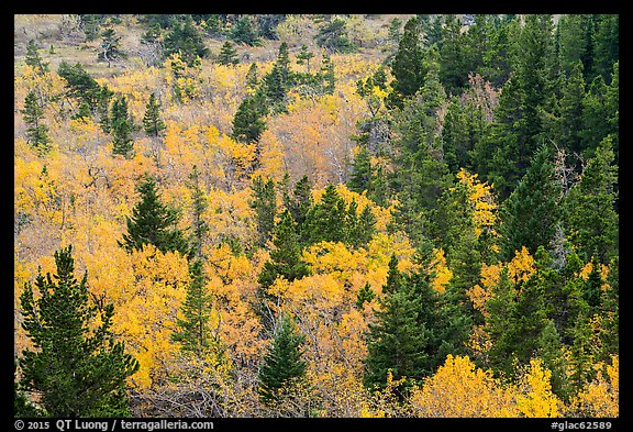 Deciduous trees and conifers in autumn. Glacier National Park, Montana, USA.