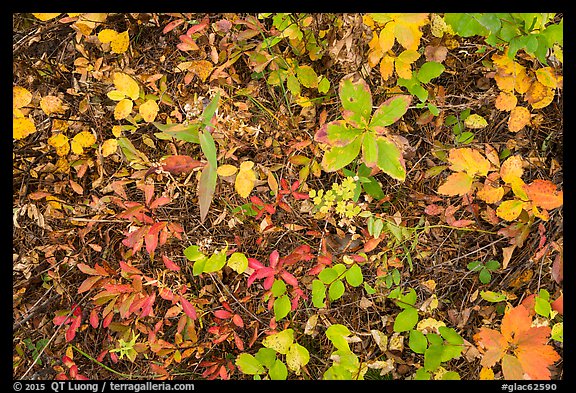 Close-up of forest floor with colorful shurbs in autumn. Glacier National Park, Montana, USA.