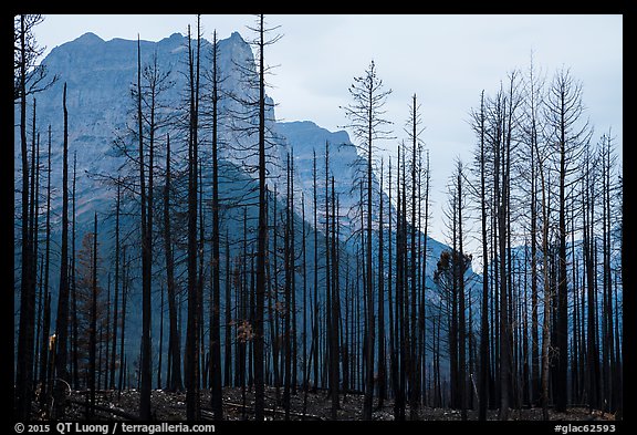Burned forest from 2015 wildfire and peaks. Glacier National Park (color)